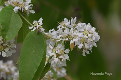 Lagerstroemia tomentosa